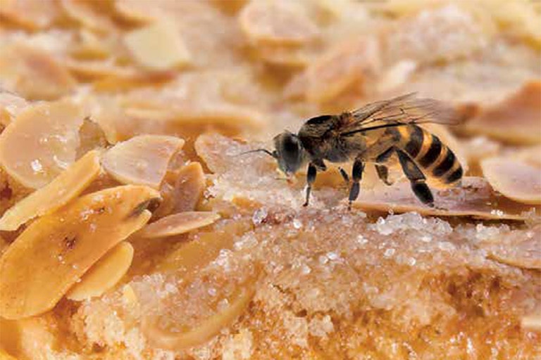 Bienenstich: Nicht nur lecker, fürmanchen gefährlich